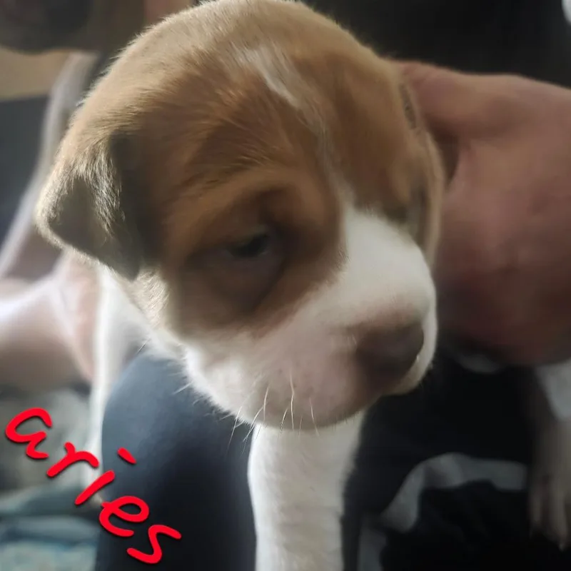 A baby small-sized male Brown / Chocolate Pit Bull Terrier dog named Aries for adoption in Oceanside, NY