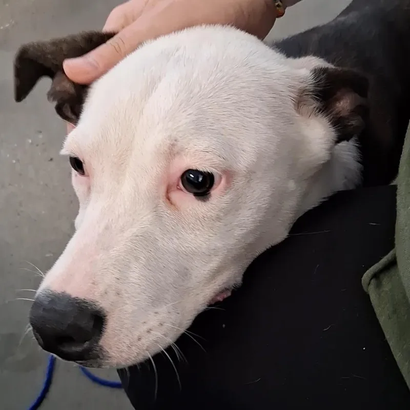 A young medium-sized male White / Cream Terrier dog named Almond Joy for adoption in Vinita, OK