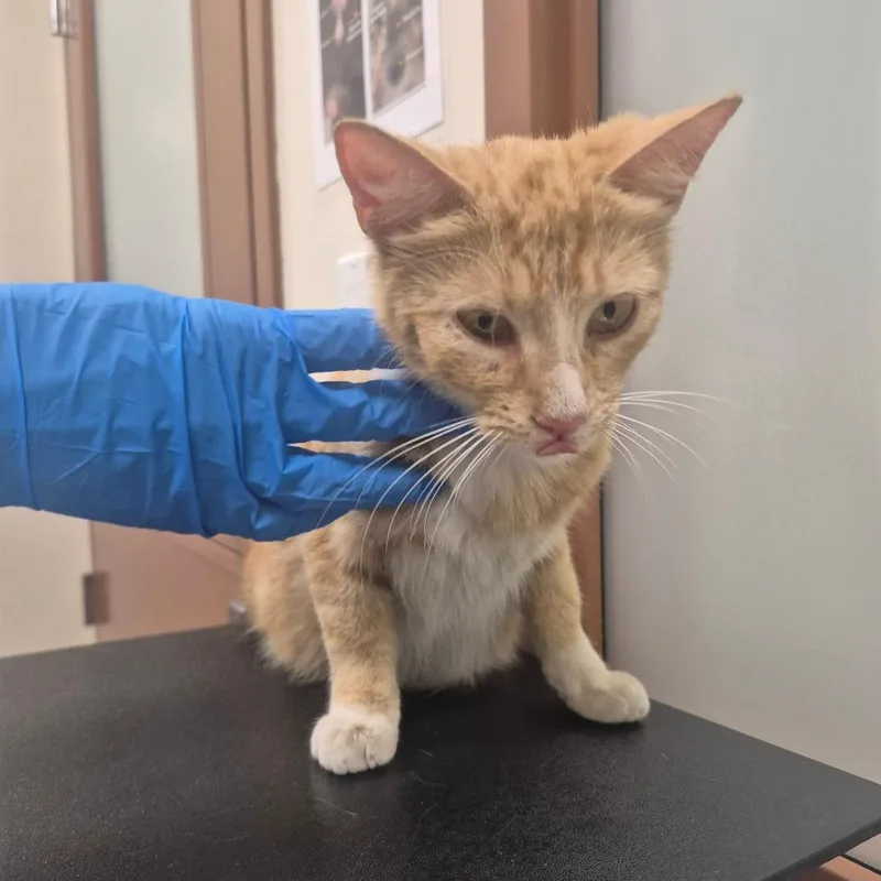 An adult medium-sized female Orange / Red Domestic Short Hair cat named Mizuki for adoption in Upland, CA