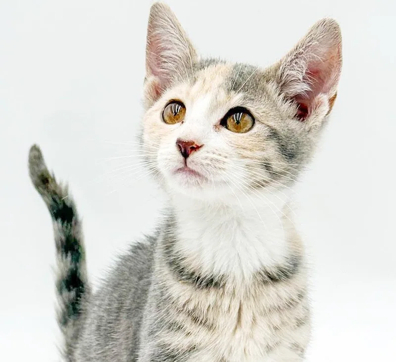 Opal is omg gorgeous thumbnail 2