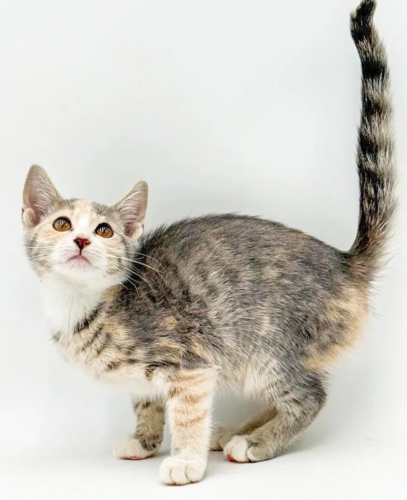 Opal is omg gorgeous thumbnail 3