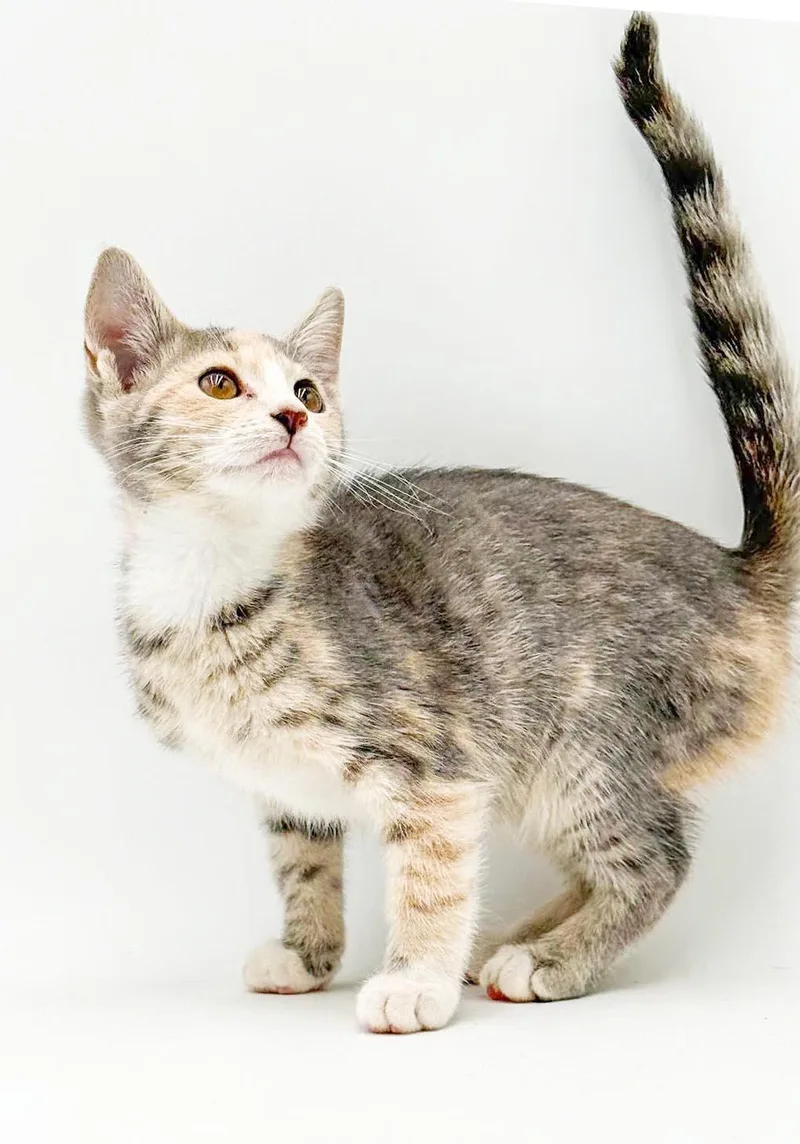 Opal is omg gorgeous thumbnail 5