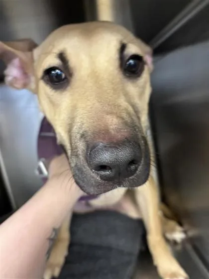 A baby small-sized male Mixed Breed dog named Pike for adoption in Seattle, WA