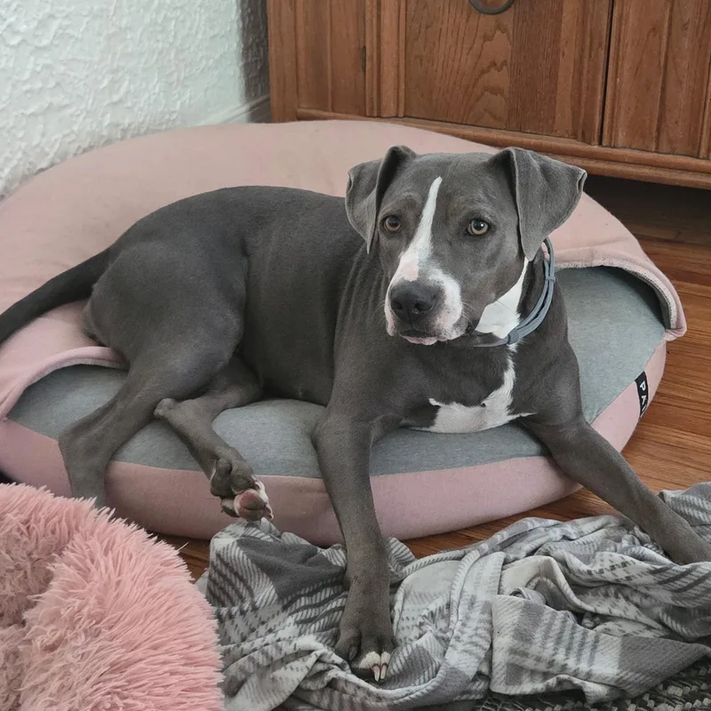 An adult medium-sized female Mixed Breed dog named Jewel for adoption in Broken Arrow, OK