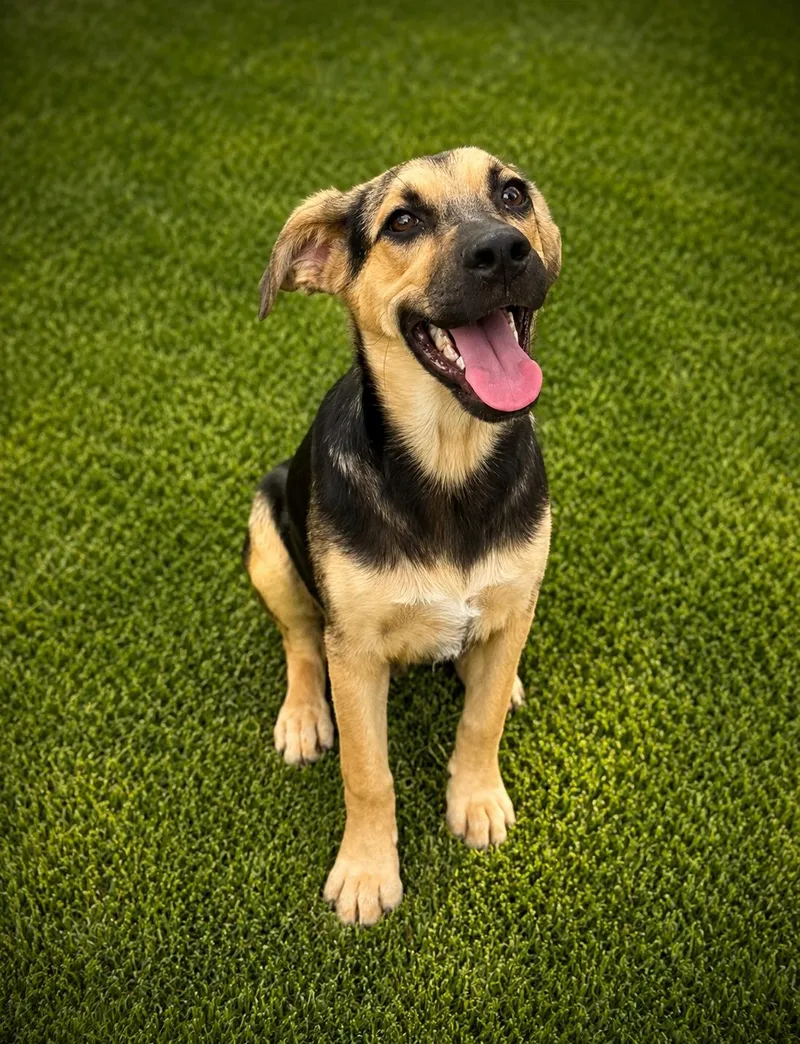 A baby medium-sized male Bicolor Beagle dog named Tuesday for adoption in Vernon, CT