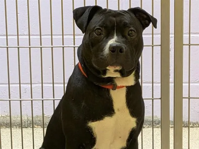 A young medium-sized male American Bulldog dog named Gunner for adoption in Ames, IA