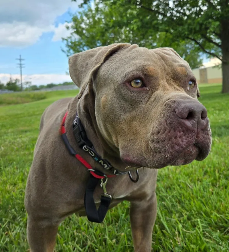 An adult large-sized female Terrier dog named Betsy Ross for adoption in Sandusky, OH