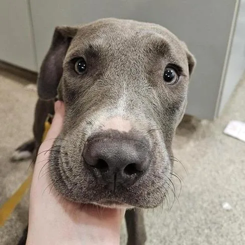 A young medium-sized female Gray / Blue / Silver Mixed Breed dog named Shay for adoption in Jacksonville, FL