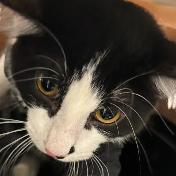 An adult small-sized male Domestic Long Hair cat named Fredrick for adoption in Des Moines, IA