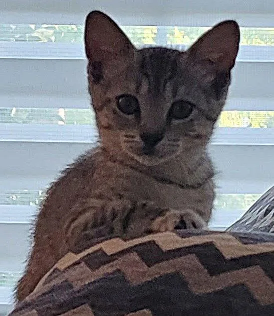 A baby medium-sized female Domestic Short Hair cat named Rose for adoption in Oviedo, FL