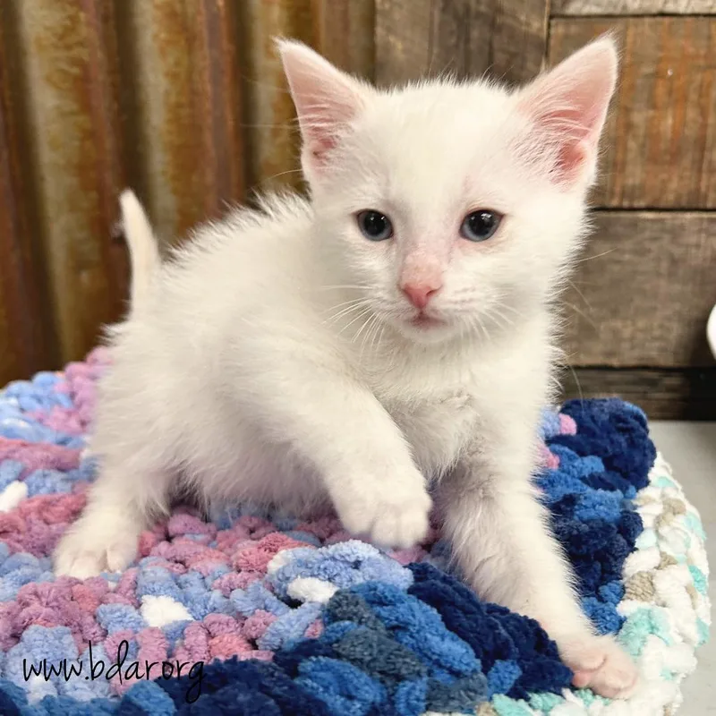 A baby small-sized male White Domestic Short Hair cat named Peridot for adoption in Cheyenne, WY