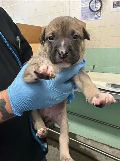 A baby small-sized female Dogo Argentino dog named Onyx for adoption in Sacramento, CA