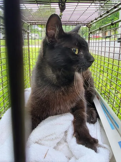 A young medium-sized female Domestic Short Hair cat named Brittany for adoption in San Antonio, TX