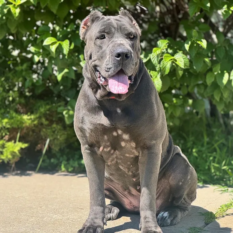 An adult extra large-sized female Gray / Blue / Silver Cane Corso dog named Athena for adoption in Syosset, NY