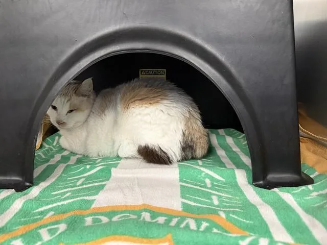 An adult medium-sized female Domestic Medium Hair cat named Lila for adoption in Dallas, TX