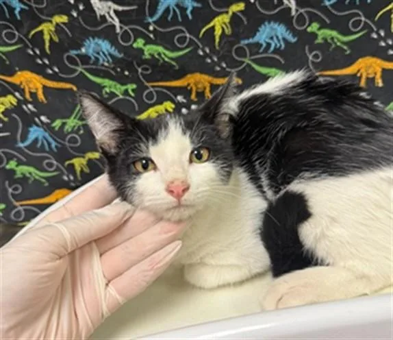 A baby small-sized male Domestic Short Hair cat named Fletcher for adoption in Riverside, CA