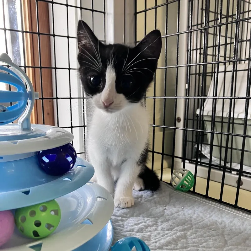 A baby small-sized male Black American Shorthair cat named Pine for adoption in Freeport, FL