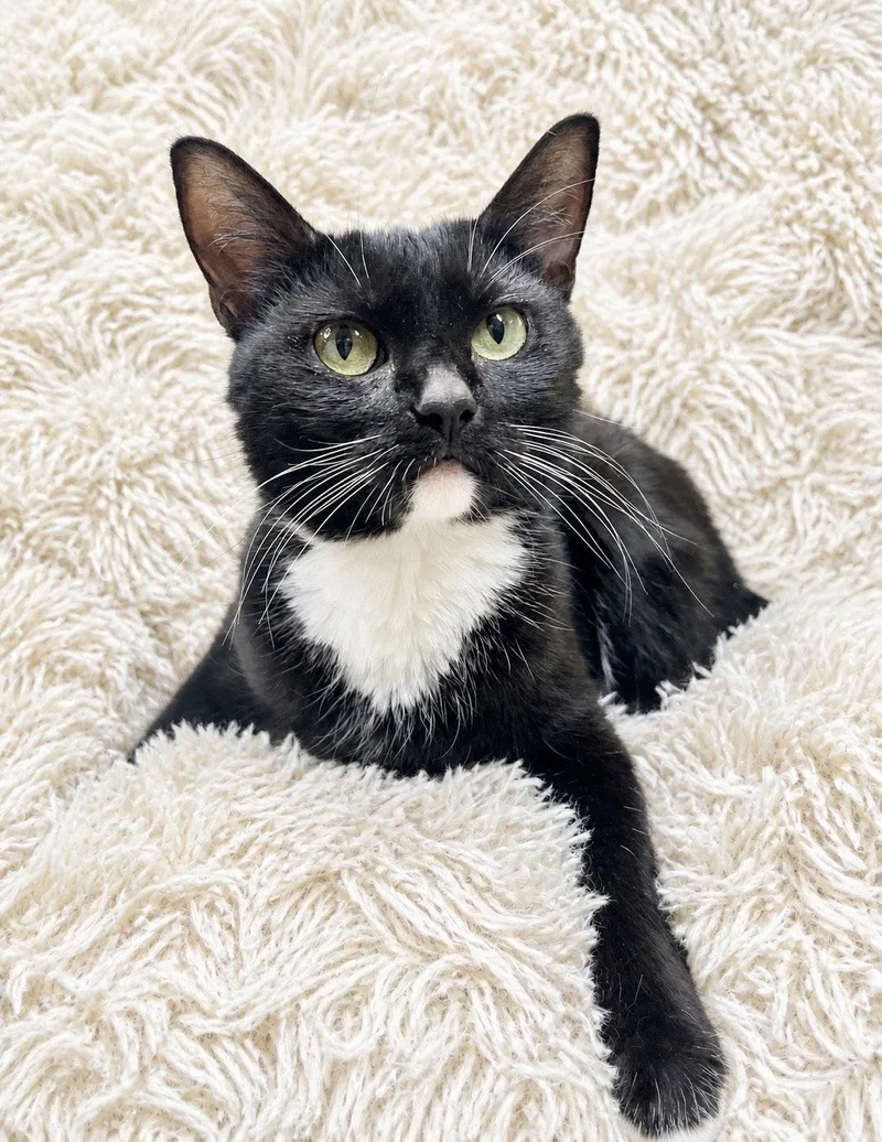 An adult medium-sized female Black & White / Tuxedo Domestic Short Hair cat named Achoo for adoption in Newport, KY