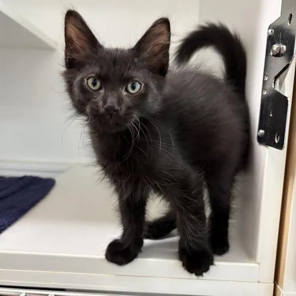 A baby small-sized male Domestic Long Hair cat named Bernard for adoption in Phoenix, AZ