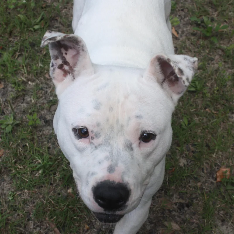 Casper thumbnail 3