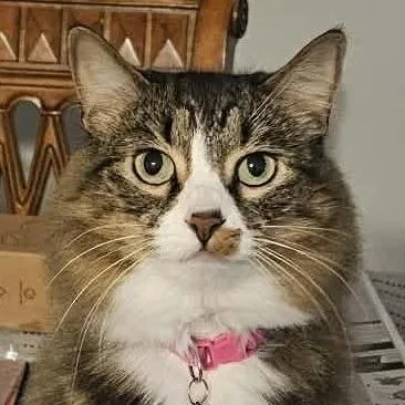 Pawjamas thumbnail 2