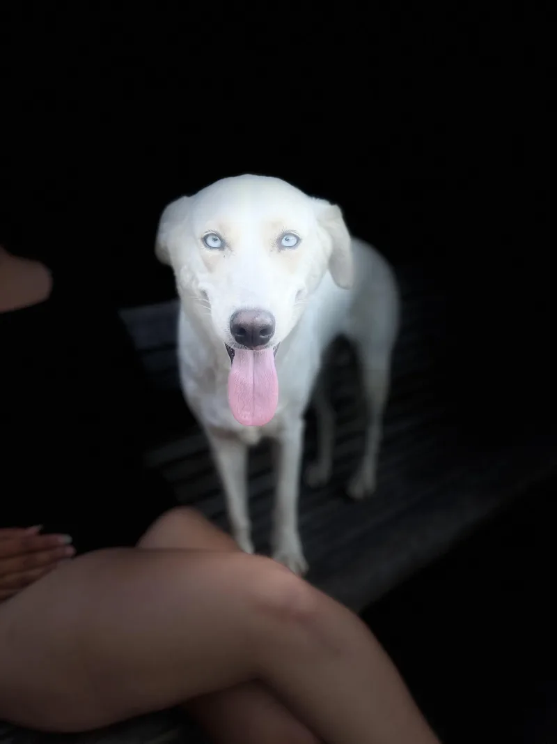 A young medium-sized male White / Cream Husky dog named Stormy & Sugar Bonded for adoption in Woodland Hills, CA