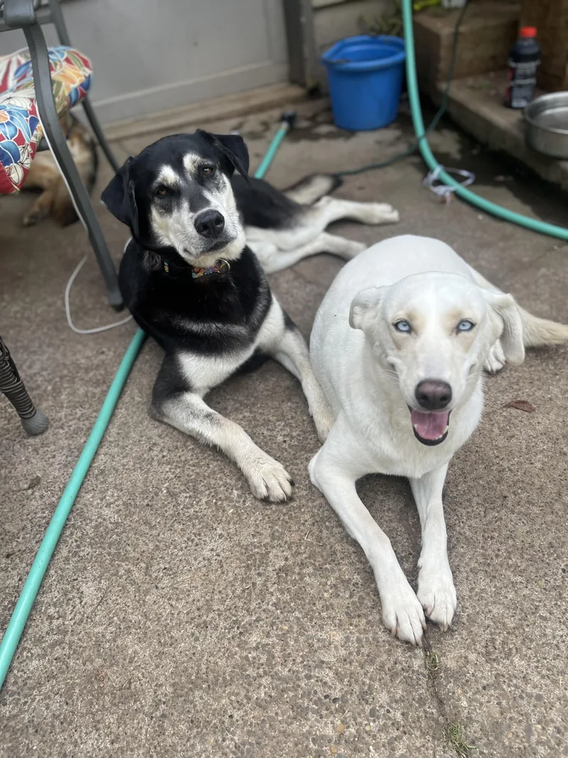Stormy & Sugar Bonded thumbnail 4