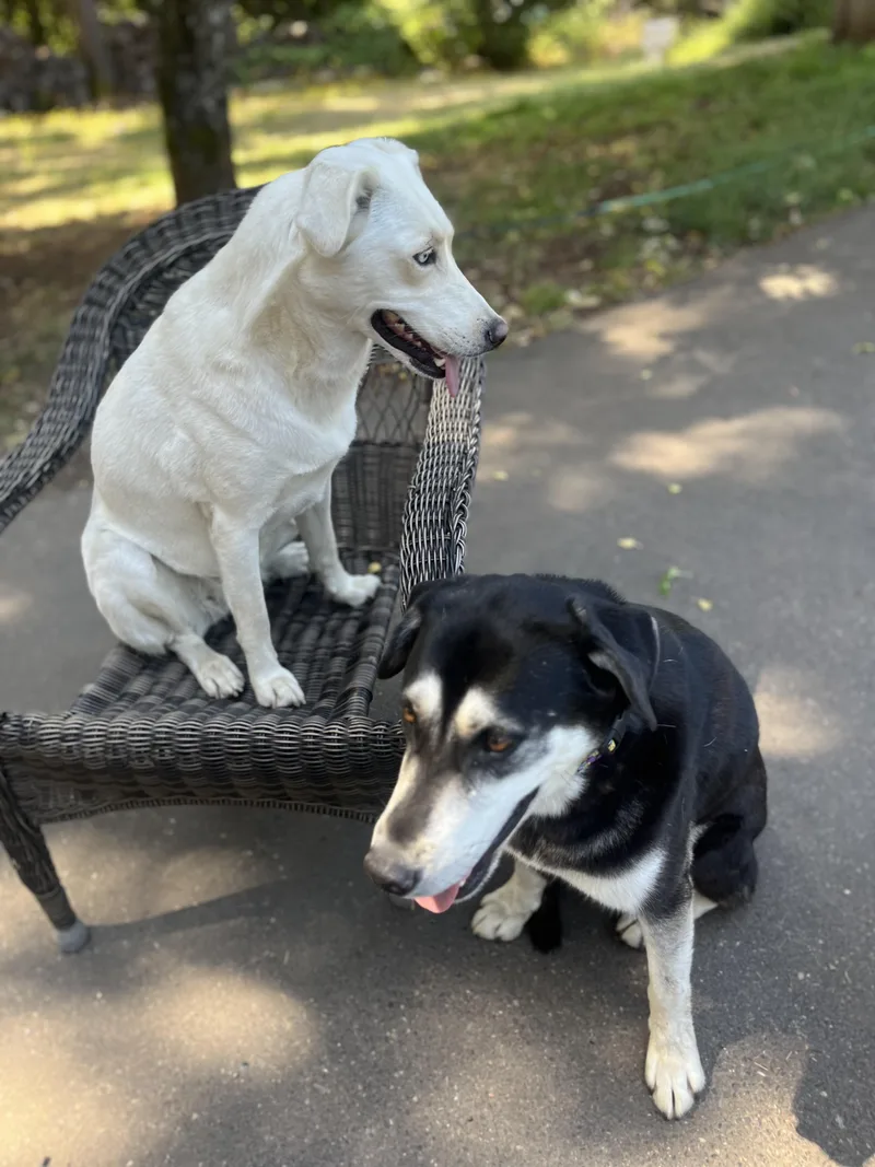 Stormy & Sugar Bonded thumbnail 5