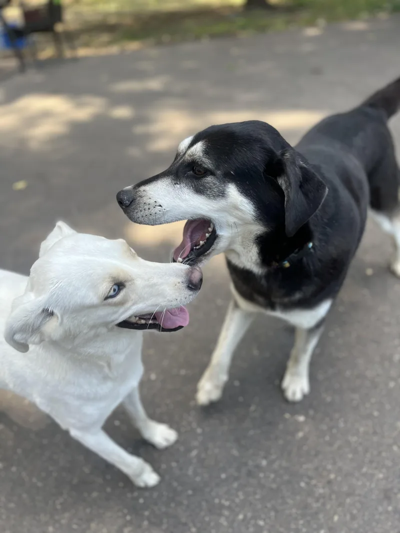 Stormy & Sugar Bonded thumbnail 6