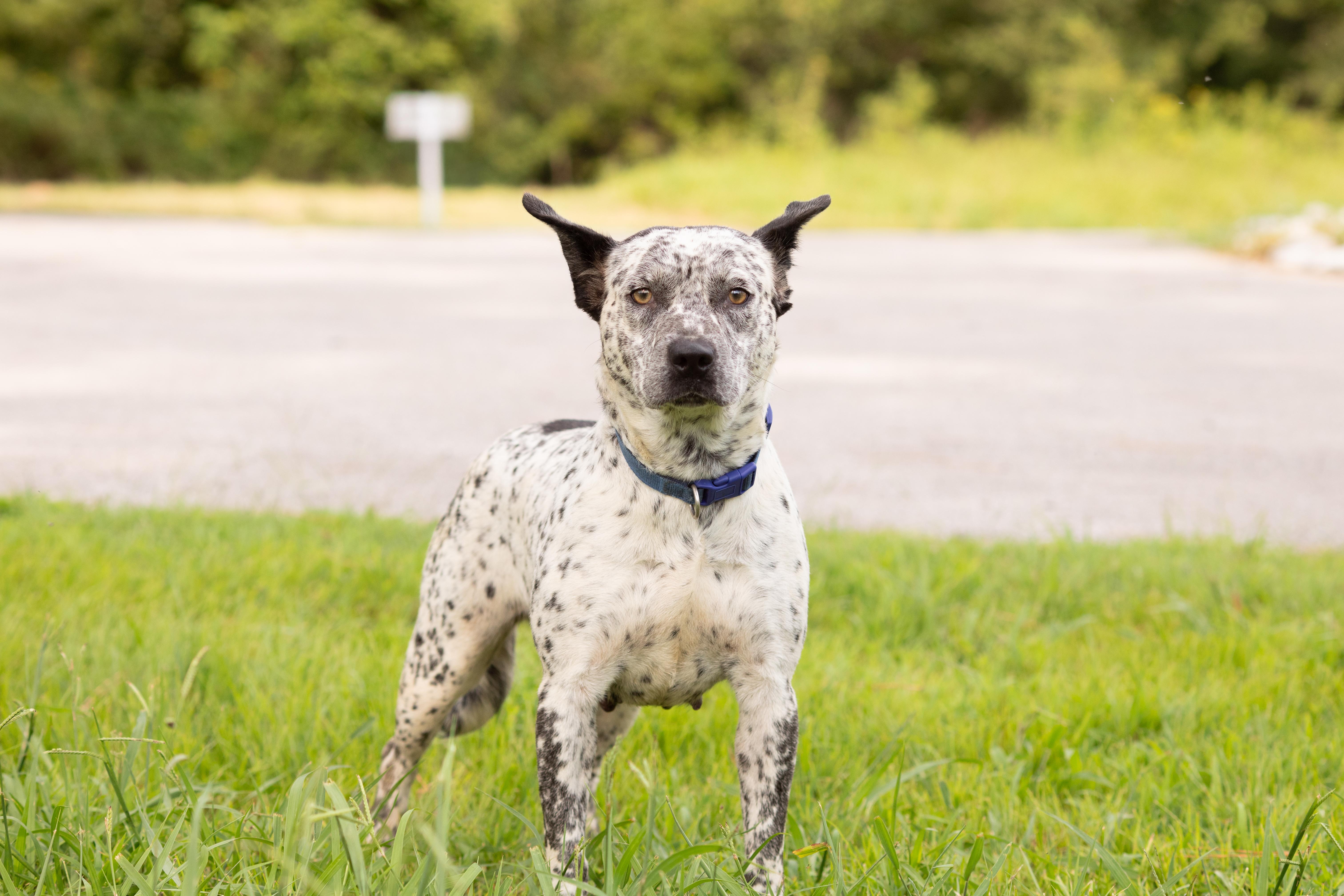 A young medium-sized female Australian Cattle Dog / Blue Heeler dog named Sable for adoption in Dixon, KY