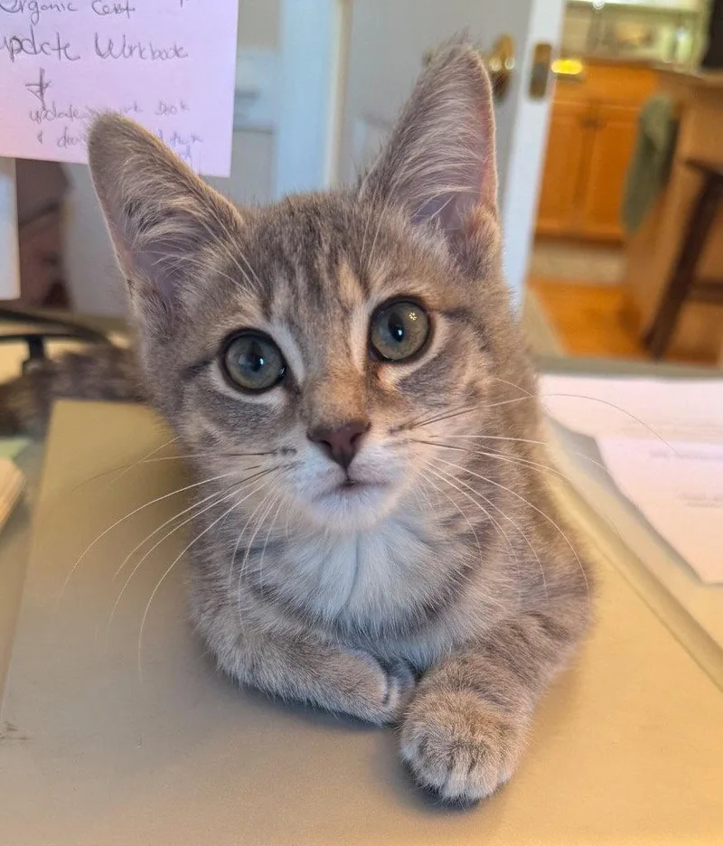 A young medium-sized female Tabby cat named Pistol Annie for adoption in Garner, NC
