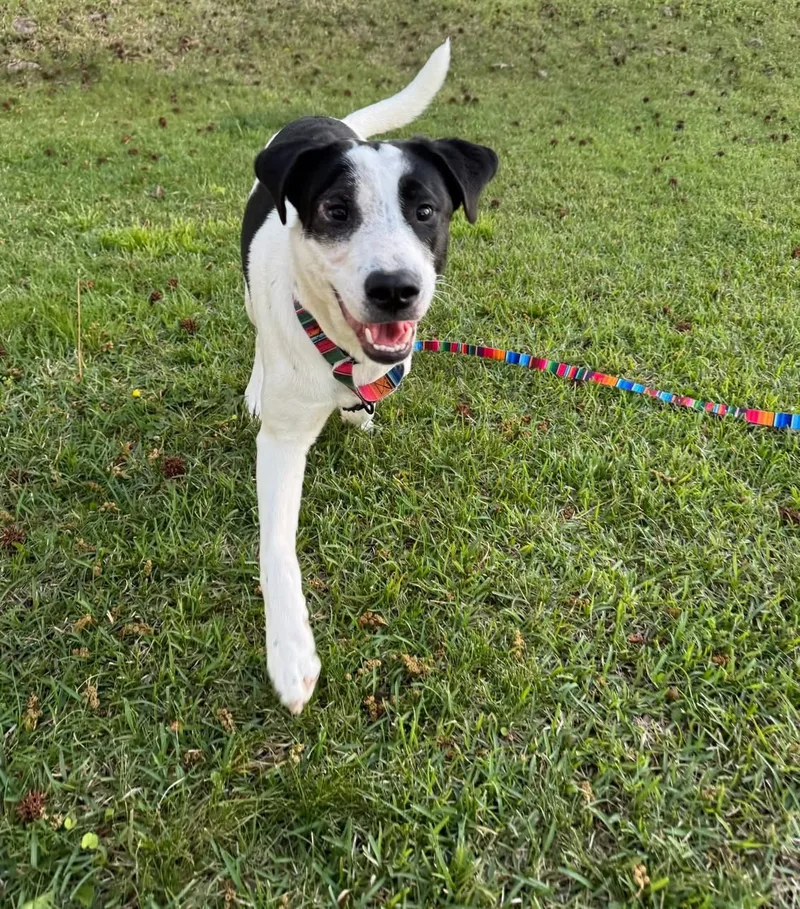 A young small-sized female Bicolor Great Pyrenees dog named Dots for adoption in Jacksonville, NC