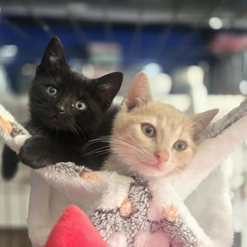 A baby small-sized male Black Domestic Short Hair cat named Zayvion for adoption in Middle Village, NY