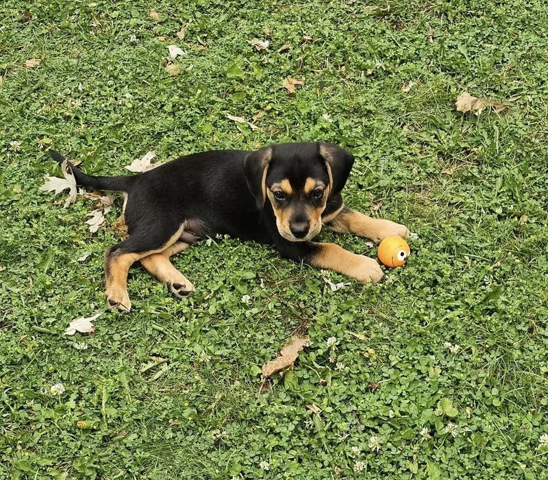 A baby medium-sized male Black Beagle dog named Buckley for adoption in Union Grove, WI