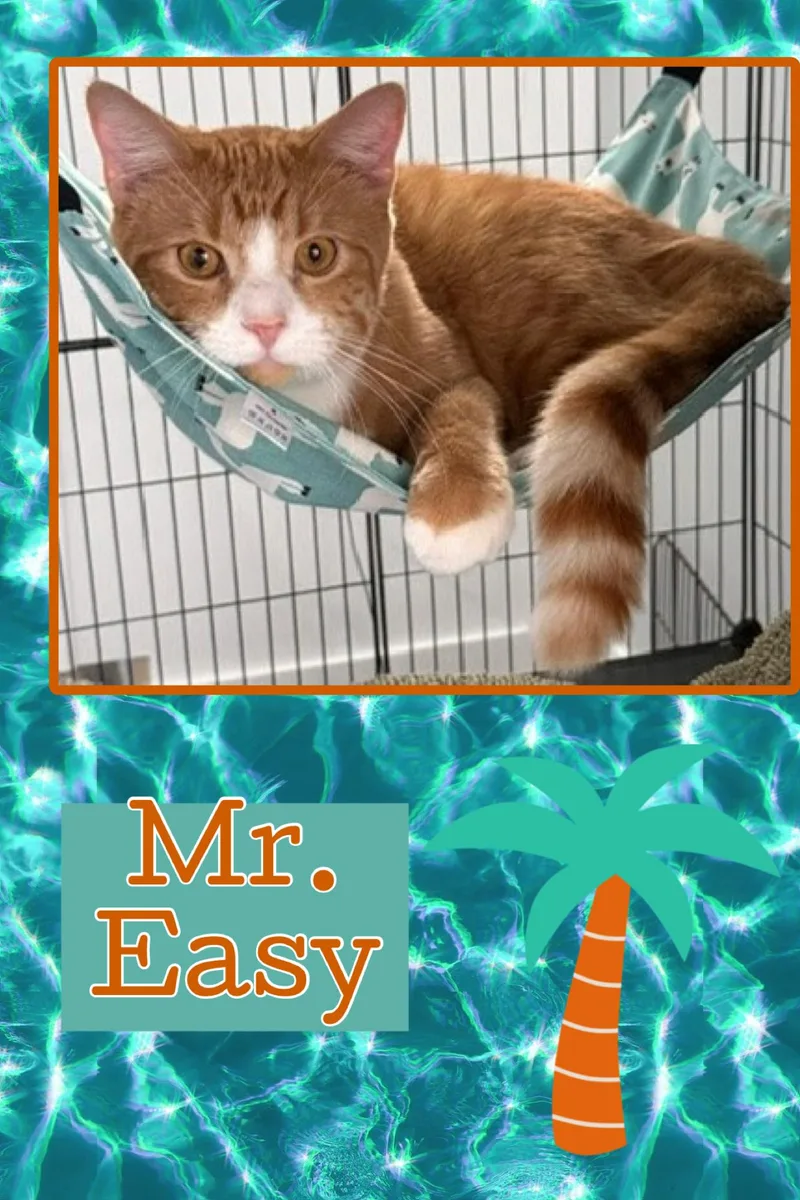 A young medium-sized male Tabby (Orange / Red) Domestic Short Hair cat named Easy for adoption in Kearney, NE