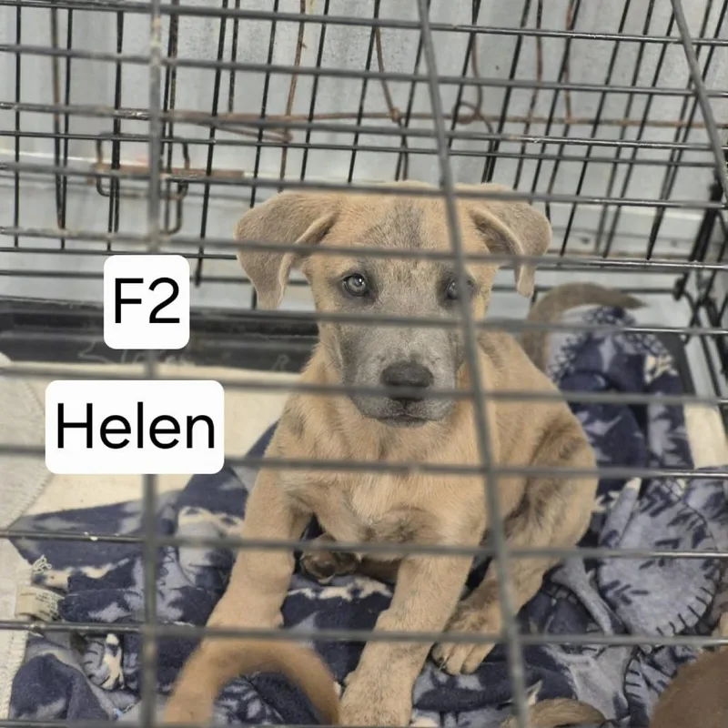 Helen