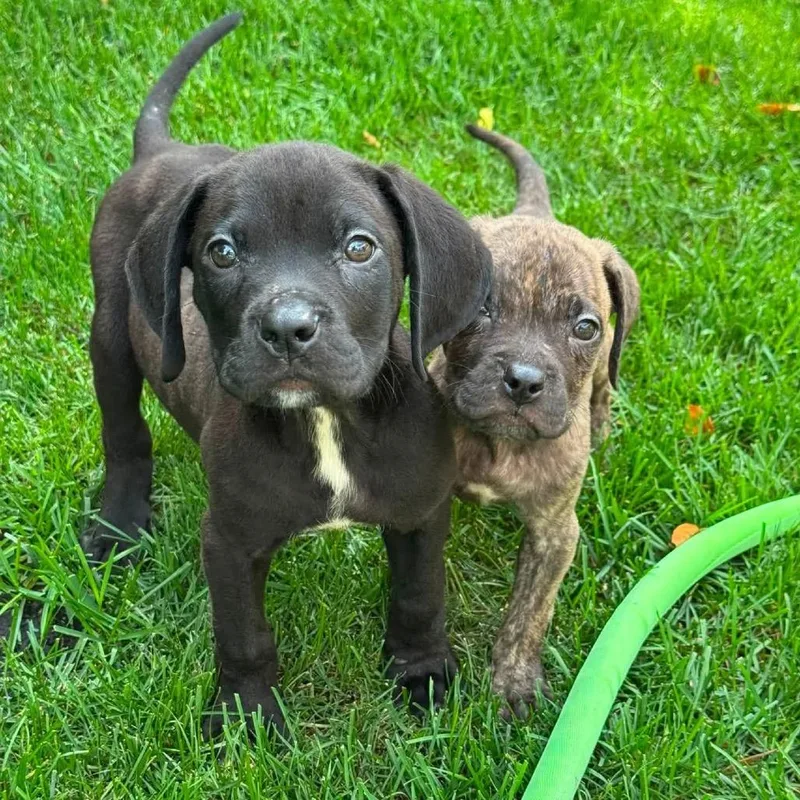 A baby medium-sized male Mixed Breed dog named Buzz for adoption in Northville, MI