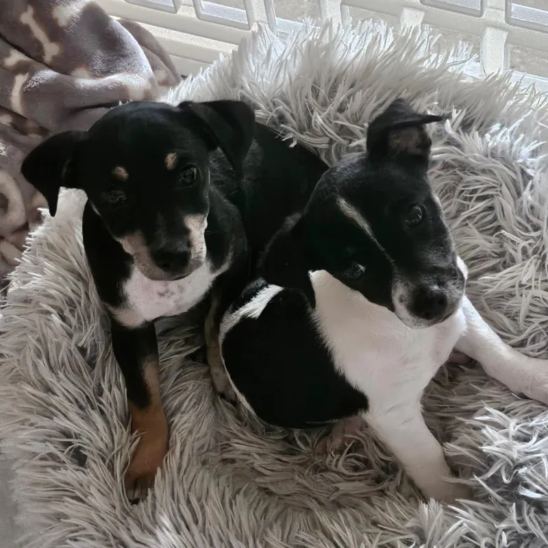 Milkyway And Comet thumbnail 2