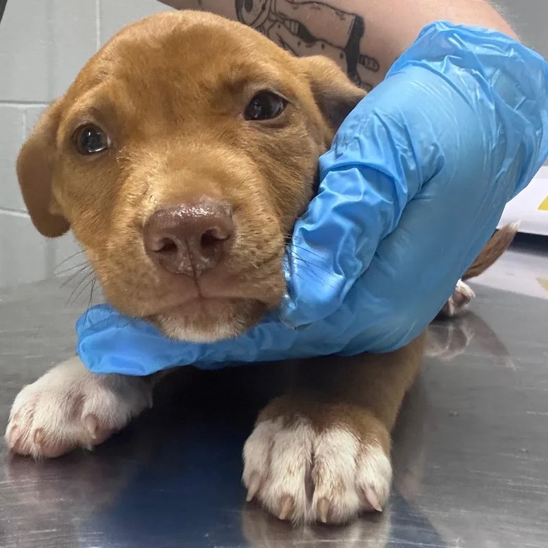 A baby small-sized male Brown / Chocolate Mixed Breed dog named Dutch for adoption in Summerville, SC