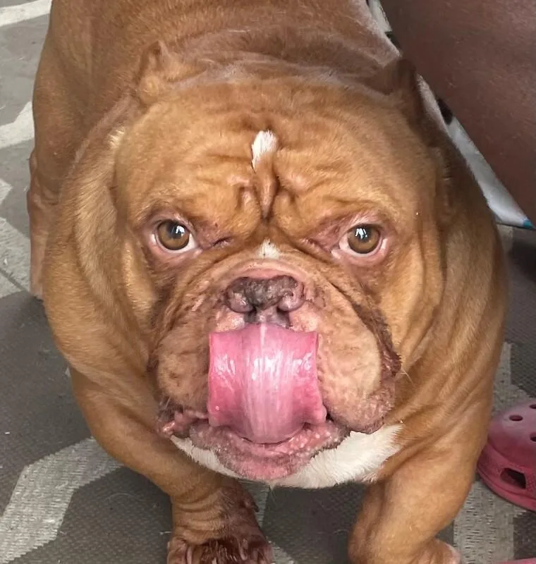 Meatball thumbnail 5