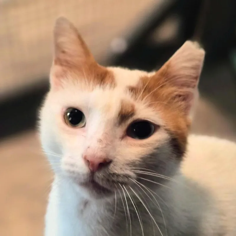 An adult small-sized male White Domestic Short Hair cat named Harbor for adoption in Titusville, FL