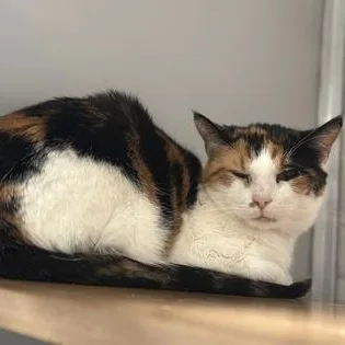 An adult medium-sized female Calico Domestic Short Hair cat named Emmie for adoption in Philadelphia, PA