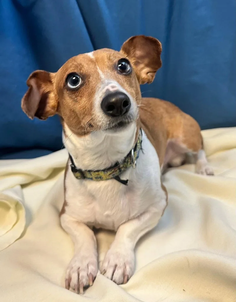 An adult small-sized male Chihuahua dog named Hersey for adoption in Margate, FL
