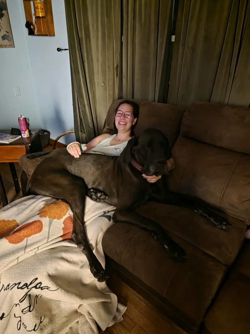 An adult extra large-sized male Great Dane dog named Bingo for adoption in Cedar Rapids, IA