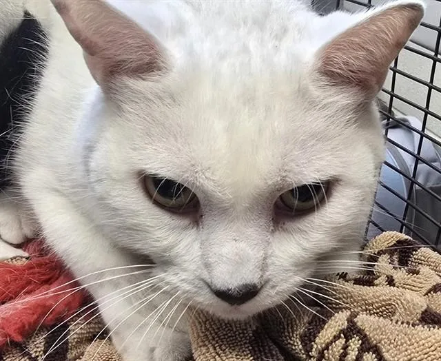 An adult small-sized male Domestic Short Hair cat named Simba for adoption in Tucson, AZ
