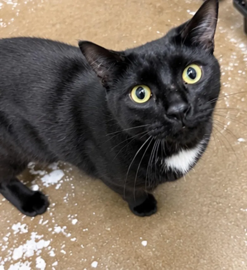 An adult large-sized male Black American Shorthair cat named Flipper for adoption in Philadelphia, PA