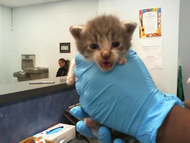 A baby small-sized male Domestic Short Hair cat named Junior for adoption in Charlotte, NC