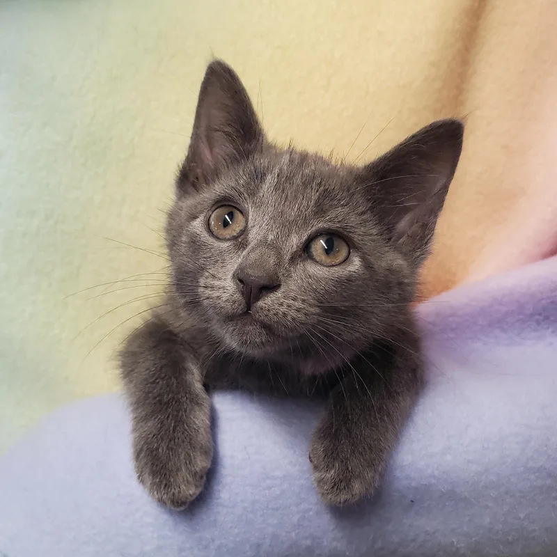 A baby medium-sized female Gray / Blue / Silver Domestic Short Hair cat named Sugar for adoption in Marseilles, IL