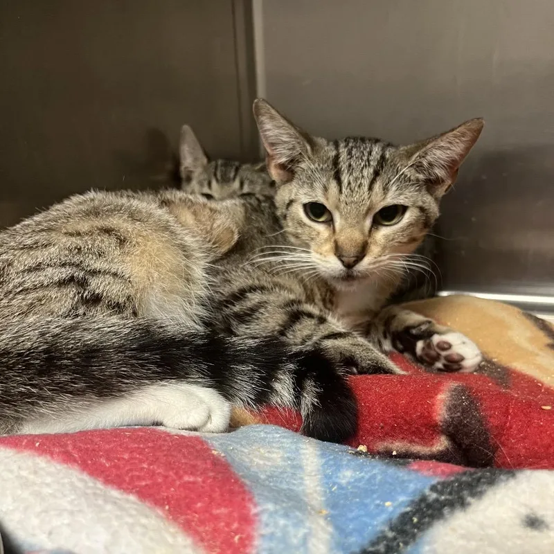 A young small-sized male Brown / Chocolate Domestic Short Hair cat named Evan for adoption in Lakeland, FL