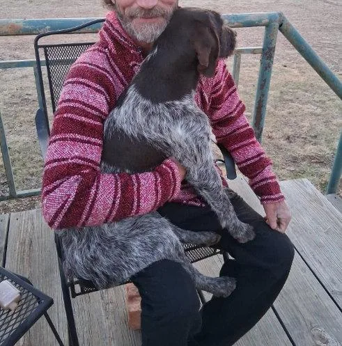 An adult medium-sized female German Wirehaired Pointer dog named Angel for adoption in Grafton, WI